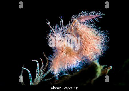 Alto Ingrandimento ritratto di Tiny hairy gamberetti (Phycocaris simulans) con uova, retroilluminato. Secret Bay, Anilao, Batangas, Luzon, Filippine. Verde Isola passaggi, tropicali West Oceano Pacifico. Foto Stock