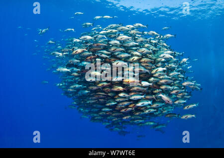 Grande scuola di Bohar lutiani (Lutjanus bohar) che hanno raccolto in estate nel Mar Rosso per la deposizione delle uova. Shark Reef, Ras Mohammed Parco Marino, Sinai, Egitto. Mar Rosso. Foto Stock