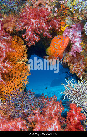 Coral raggruppatore (Cephalopholis miniata) sorvegliare il suo territorio sulla colorata barriera corallina. Ad est di Eden, Isole Similan, Thailandia. Mare delle Andamane, Oceano Indiano. Foto Stock