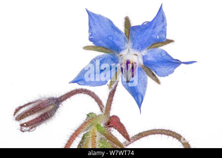 La borragine (borragine officinalis) fiore in giardino, Podere Montecucco, Orvieto, Umbria, Italia, Maggio. Foto Stock
