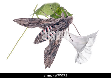 Convolvulus hawkmoth (Agrius convolvuli) poggiante su centinodia, in giardino a Podere Montecucco, nei pressi di Orvieto, Umbria, Italia, Agosto. Foto Stock