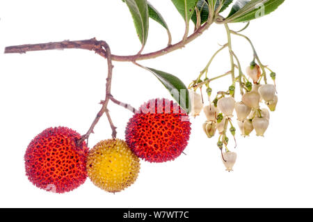 Corbezzolo (Arbutus andrachne) frutta, nei pressi di Orvieto, Italia, Ottobre. Foto Stock