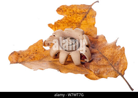 Collare fungo earthstar (Geastrum triplex) nel bosco di querce, vicino a Sorano, Toscana, Italia, Ottobre. Foto Stock