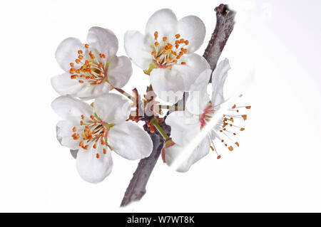 Ciliegio selvatico (Prunus avium) fiori, nei pressi di Orvieto, Umbria, Italia, marzo. Foto Stock