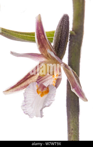 Elleborina palustre (Bergonii palustris) in Fiore, rara specie,Castelfiori, Umbria, Italia, Giugno. Foto Stock