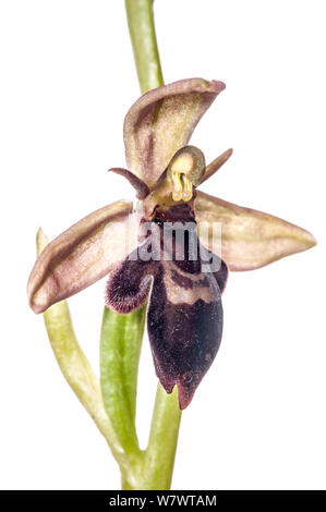 Hybrid orchid (Ophrys x pietschii) ibrido di bee orchid (Ophrys apifera) e Fly orchid (Ophrys insectifera) che si trovano appena fuori la A303, Wiltshire, Inghilterra, Regno Unito, Giugno. Foto Stock