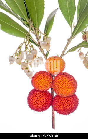 Corbezzolo (Arbutus andrachne) frutta, nei pressi di Orvieto, Italia, Ottobre. Foto Stock