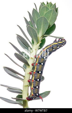 Euforbia caterpillar Hawkmoth (Hyles euphorbiae) su uno dei suoi foodplants Euphorbia myrsinites, Gargano, Italia, Ottobre. Foto Stock