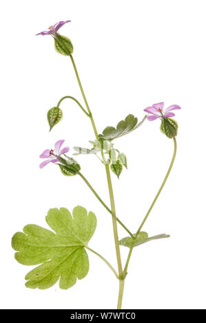 Shiny Cranesbill (Geranium lucidum) in fiore, Podere Montecucco, Orvieto, Umbria, Italia, Luglio. Foto Stock