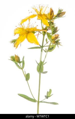 Perforare St John&#39;s Wort (Hypericum perforatum) in fiore, Podere Montecucco, Orvieto, Umbria, Italia, Luglio. Foto Stock