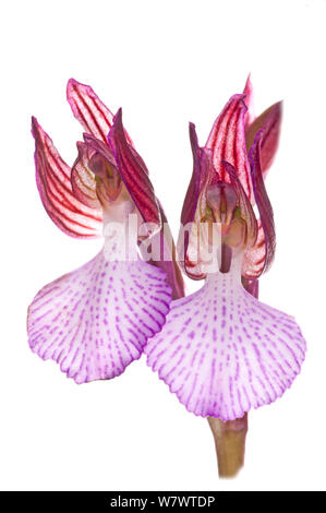 Butterfly Orchis (Anacamptis papilionacea) in fiore nei prati vicino a Ferla, Sicilia, Italia, Maggio. Foto Stock