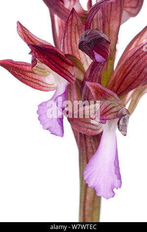 Pink Butterfly orchid (Anacamptis papilionacea) vicino a Ruggiano, Gargano, Italia, Aprile. Foto Stock