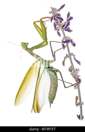 Mantide Religiosa (mantide religiosa) femmina nel display difensiva. Orvieto, Italia, Aprile. Foto Stock