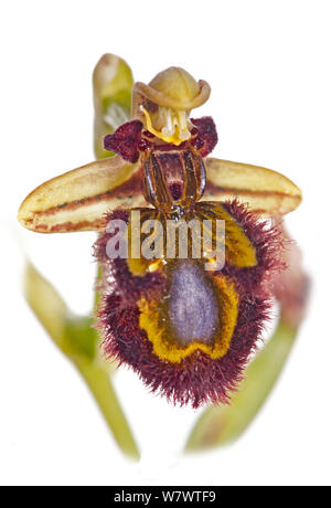 Specchio (Ophrys Ophrys speculum) in fiore, Ferla, Sicilia, Italia, Maggio. Foto Stock