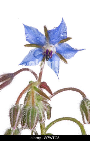 La borragine (borragine officinalis) in fiore, Podere Montecucco, Orvieto, Umbria. L'Italia, Maggio. Foto Stock
