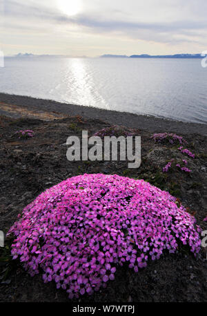 Moss campion (Silene acaulis) in fiore, Svalbard, Norvegia, Luglio. Foto Stock