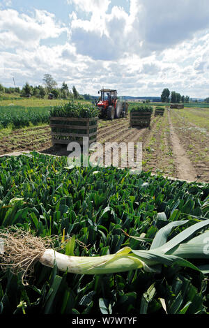 Il Porro raccolta (Allium ampeloprasum) presso l'azienda Akershus, Norvegia, Agosto. Foto Stock