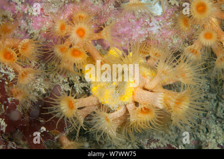 Cluster di giallo (Anemone Parazoanthus axinellae) Guillaumesse, Sark, Britanniche Isole del Canale. Foto Stock