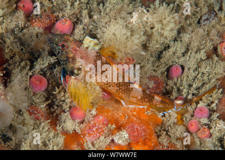 Il nero di fronte bavose (Tripterygion delaisi) Guillaumesse, Sark, Britanniche Isole del Canale. Foto Stock