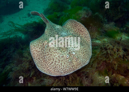 Elettrico in marmo ray (Torpedo marmorata) Bouley Bay, Jersey, Britanniche Isole del Canale. Foto Stock