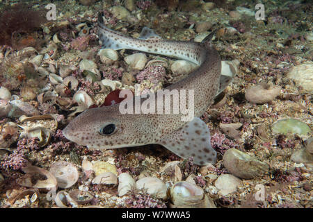 Smallspotted gattucci (Scyliorhinus canicula) sul pavimento del mare, Jersey, Britanniche Isole del Canale. Foto Stock