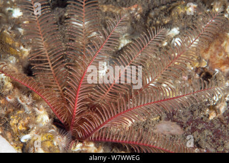 Rosy featherstar (Antedon bifida) St Abbs volontaria riserva marina, Scozia (Mare del Nord). Foto Stock