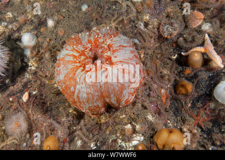 Dahlia (anemone Urticina felina) St Abbs volontaria riserva marina, Scozia (Mare del Nord). Foto Stock