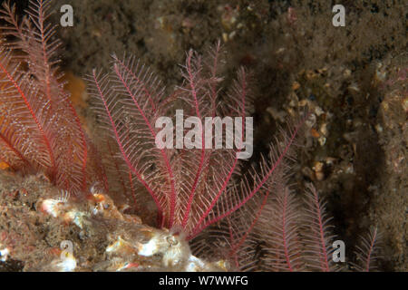 Rosy featherstar (Antedon bifida) St Abbs volontaria riserva marina, Scozia (Mare del Nord). Foto Stock