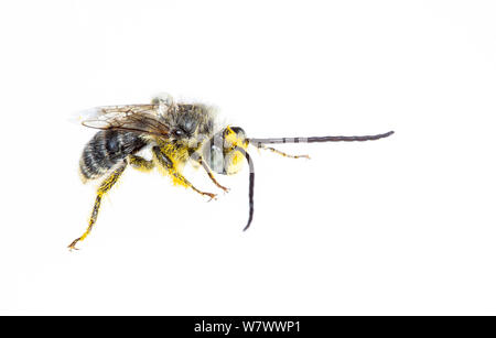 Foglia-Cutter Bee, (Megachile sp.), Giglio Lago, Rocky Mountain National Park, Stati Uniti d'America, Agosto. Progetto Meetyourneighbors.net. Foto Stock