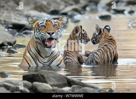Tigre del Bengala (Panthera tigris tigris) femmina 'Noor T39' con i cuccioli giocando in acqua. Parco nazionale di Ranthambore, India. Foto Stock