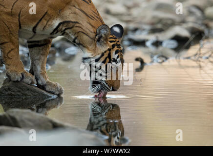 Tigre del Bengala (Panthera tigris tigris) femmina &#39;Noor T39&#39; bere. Parco nazionale di Ranthambore, India. Foto Stock