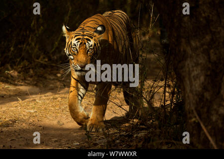 Tigre del Bengala (Panthera tigris tigris) maschio &#39;Sultan T72&#39; camminare nel territorio. Parco nazionale di Ranthambore, India. Foto Stock