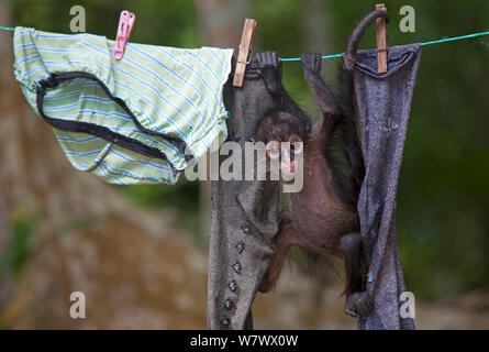 America centrale spider monkey (Ateles geoffroyi) orfano appeso sulla linea di lavaggio. Baby scimmia è stata mantenuta come pet da parte dei lavoratori a El Mirador del campo base, dopo che la madre è stata uccisa. Selva Maya Riserva della Biosfera di El Petén regione, Guatemala. Specie in via di estinzione. Foto Stock