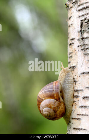 Lumache commestibili (Helix pomatia) sulla betulla, Moselle, Francia, giugno. Foto Stock