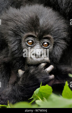 Gorilla di Montagna (Gorilla beringei beringei) Ritratto di bambino con il dito in bocca, Ruanda, Africa. Foto Stock