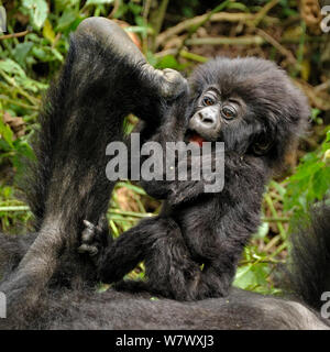 Gorilla di Montagna (Gorilla beringei beringei) baby giocando con la madre&#39;s piedi, Ruanda, Africa. Foto Stock