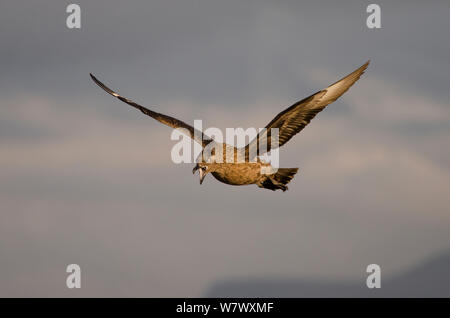 Grande skua o &#39;bonxie&#39; (Stercorarius skua / Catharacta skua) chiamando in volo. Handa Island, Scotland, Regno Unito. Giugno. Foto Stock