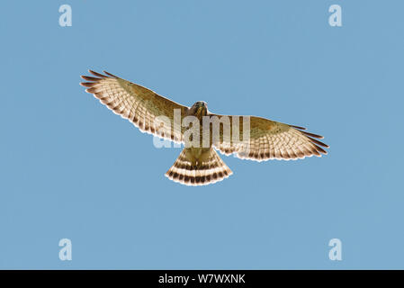 Ampia-winged hawk (Buteo platypterus) in volo. Anse Mamin, Saint Lucia. Foto Stock