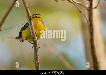 Saint Lucia trillo (Setophaga delicata). Endemica. Anse Mamin, Saint Lucia. Foto Stock