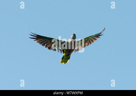 Saint Lucia parrot o &#39;Jacquot&#39; (Amazona versicolor) in volo. Bouton, Saint Lucia. Foto Stock