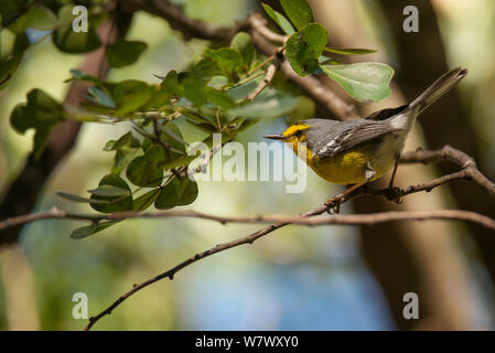 Saint Lucia trillo (Setophaga delicata). Endemica. Anse Mamin, Saint Lucia. Foto Stock