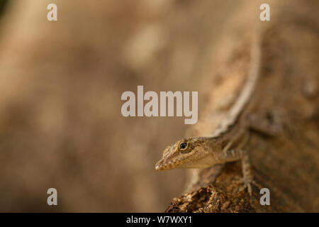 Saint Lucia tree lizard / Anole (Anolis luciae). Endemica. Anse Mamin, Saint Lucia. Foto Stock