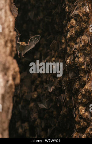 Antillean frutto-eating bats (Brachyphylla cavernarum) a grotta comunale roost. Soufrière, Saint Lucia. Foto Stock