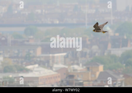 Femmina adulta del falco pellegrino (Falco peregrinus) in volo con edifici e città in background. Hammersmith, Londra, Regno Unito. Maggio Foto Stock