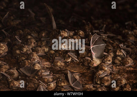 Antillean frutto-eating bats (Brachyphylla cavernarum) a grotta comunale roost. Soufrière, Saint Lucia. Foto Stock