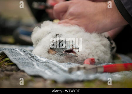 Falco pellegrino (Falco peregrinus) chick essendo inanellati. Somerset, Regno Unito. Maggio 2013. Foto Stock