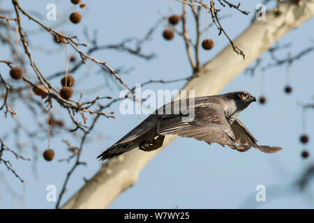 Astore (Accipiter gentilis), Giovani maschi adulti battenti di prendere il volo dalla struttura ad albero. Berlino, Germania. Marzo. Foto Stock