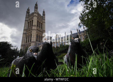 Piccioni selvatici (Columba livia) al di fuori della sede del parlamento di Westminster. Londra, Regno Unito. Luglio. Runner fino nel 2013 Terre Sauvage natura&#39;s immagini awards, Urban categoria. Foto Stock