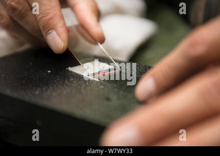 I campioni di sangue raccolti mediante gli scienziati che lavorano con urban astore (Accipiter gentilis). Berlino, Germania. Maggio 2014. Foto Stock