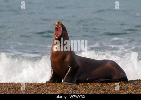 Sud Americana Sea Lion (Otaria flavescens) vocalising, Penisola di Valdes, Chubut, Patagonia, Argentina. Foto Stock